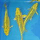 Live Fish Yellow Japanese Blood Line Koi