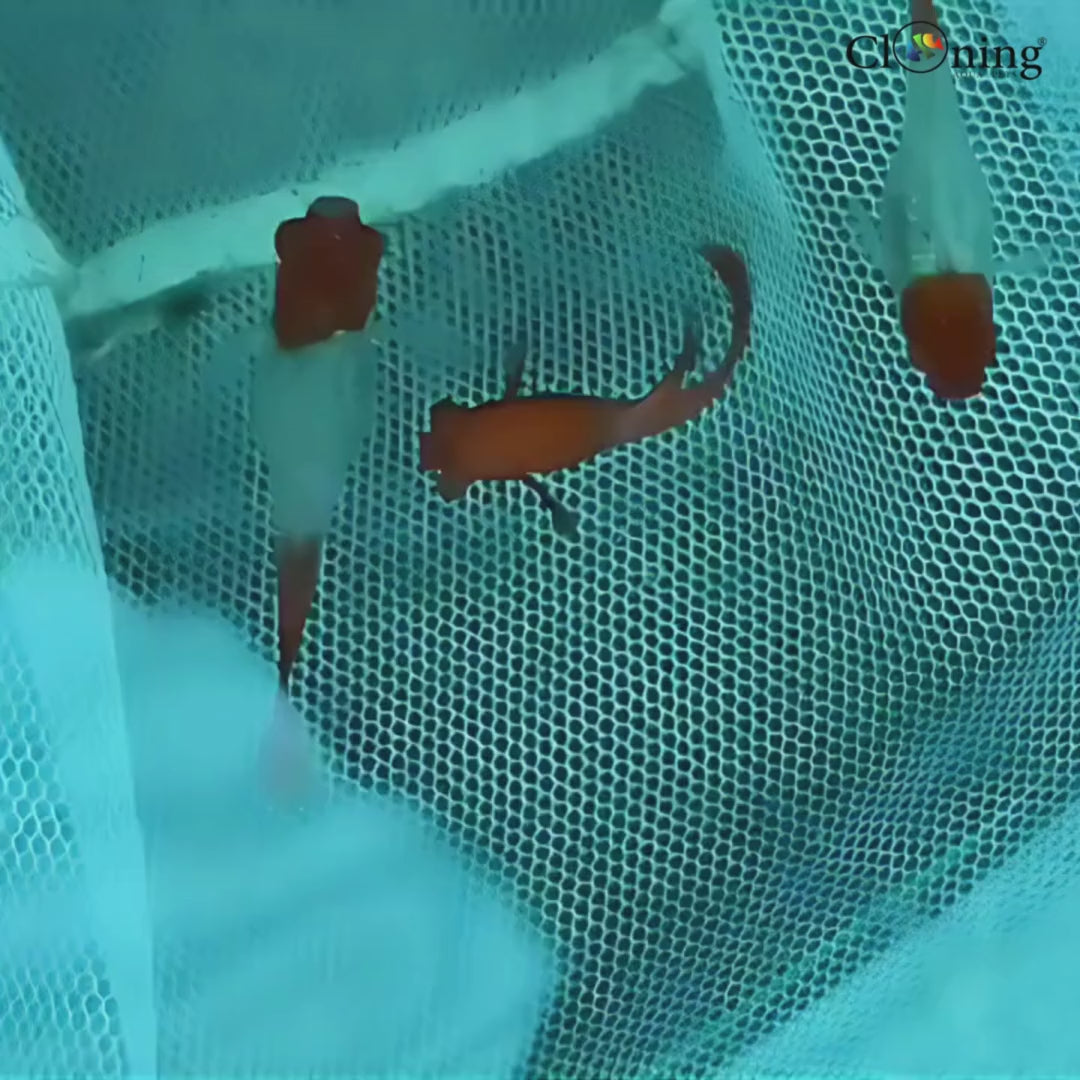 Guppy Telescopic Red Ear Koi