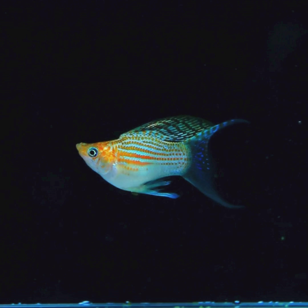 Fancy Ribbon Tail Molly - Trio