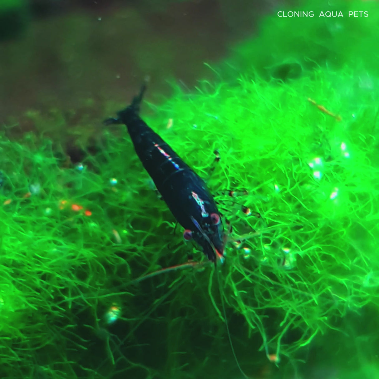 Live Fish Shrimp Z Black | Single