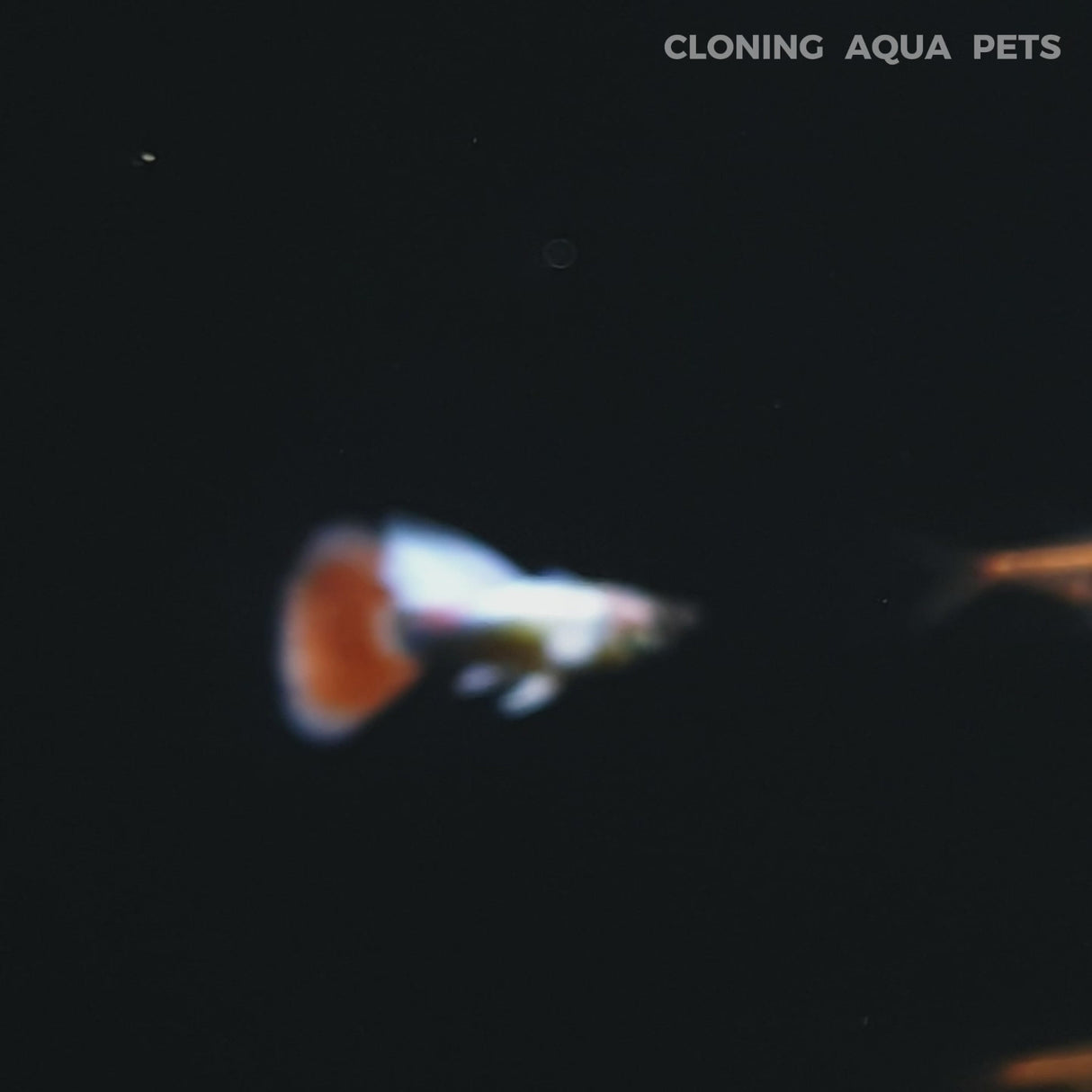 Live Fish Guppy Santa Claus