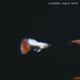 Live Fish Guppy Santa Claus