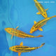Live Fish Yellow Japanese Blood Line Koi