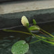 CAP Water Poppy | Cup Live Plants Buy 1 Get 1 Offer