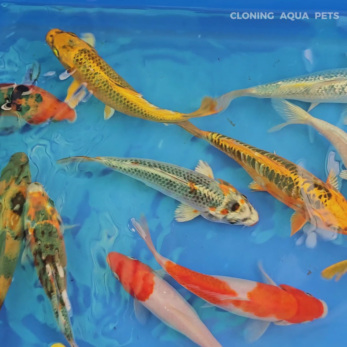 Live Fish Assorted Japanese Blood Line Koi