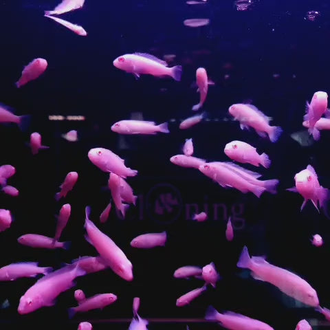 Baby Cichlid Fish (2-4 Cms) | Single