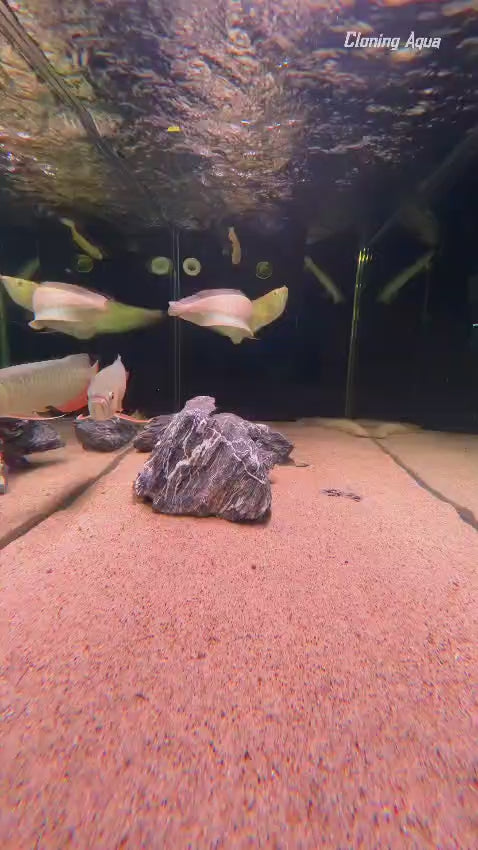 AG 180A Monster Glass Aquarium (L*W*H=6*2*2)