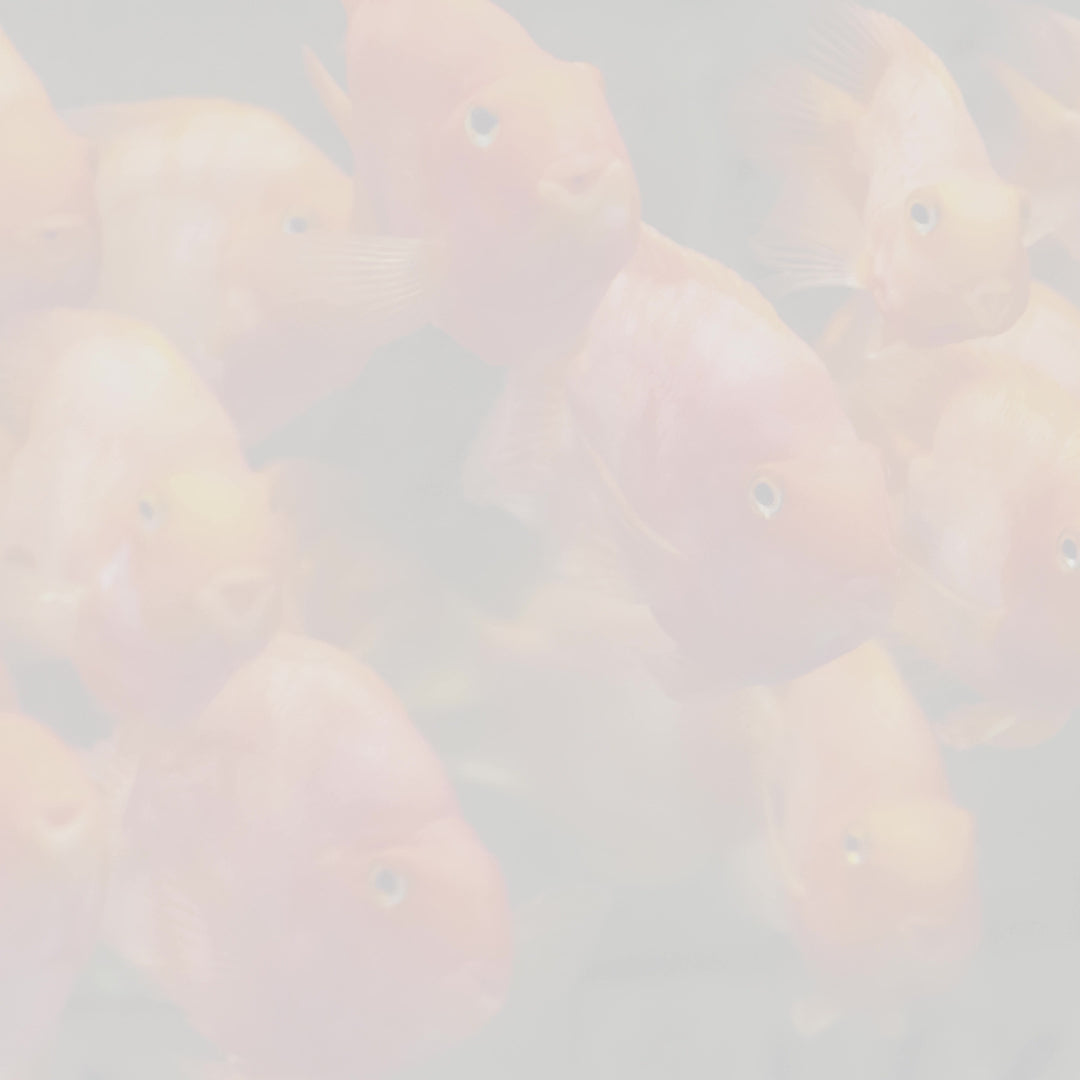Food Inch Gold Parrot Color Enhancer