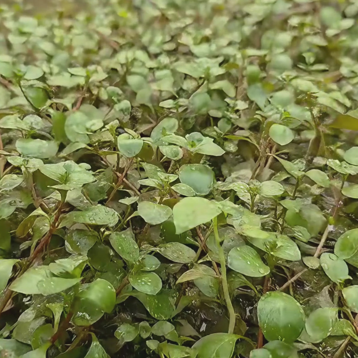 CAP Ludwigia Repens | Cup Live Plant