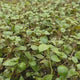 CAP Ludwigia Repens | Cup Live Plant