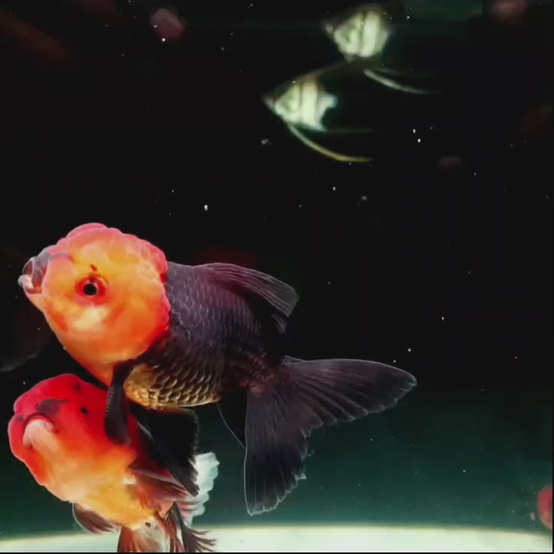 Fancy Gold Red Black Apache Oranda (8-10 Cms) | Single