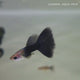 Live Fish Guppy HB Blue