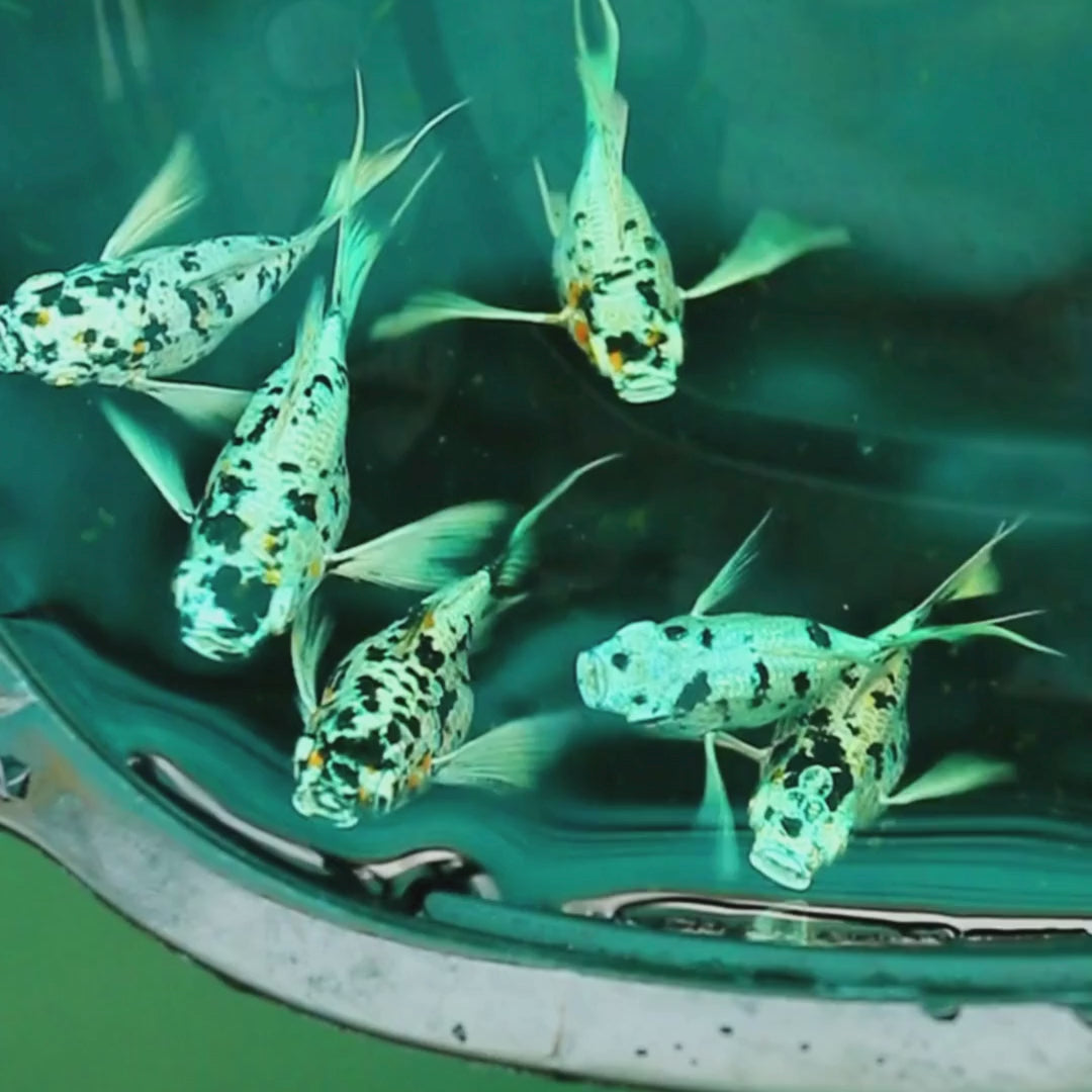 Fancy Dalmatian Molly - Pair