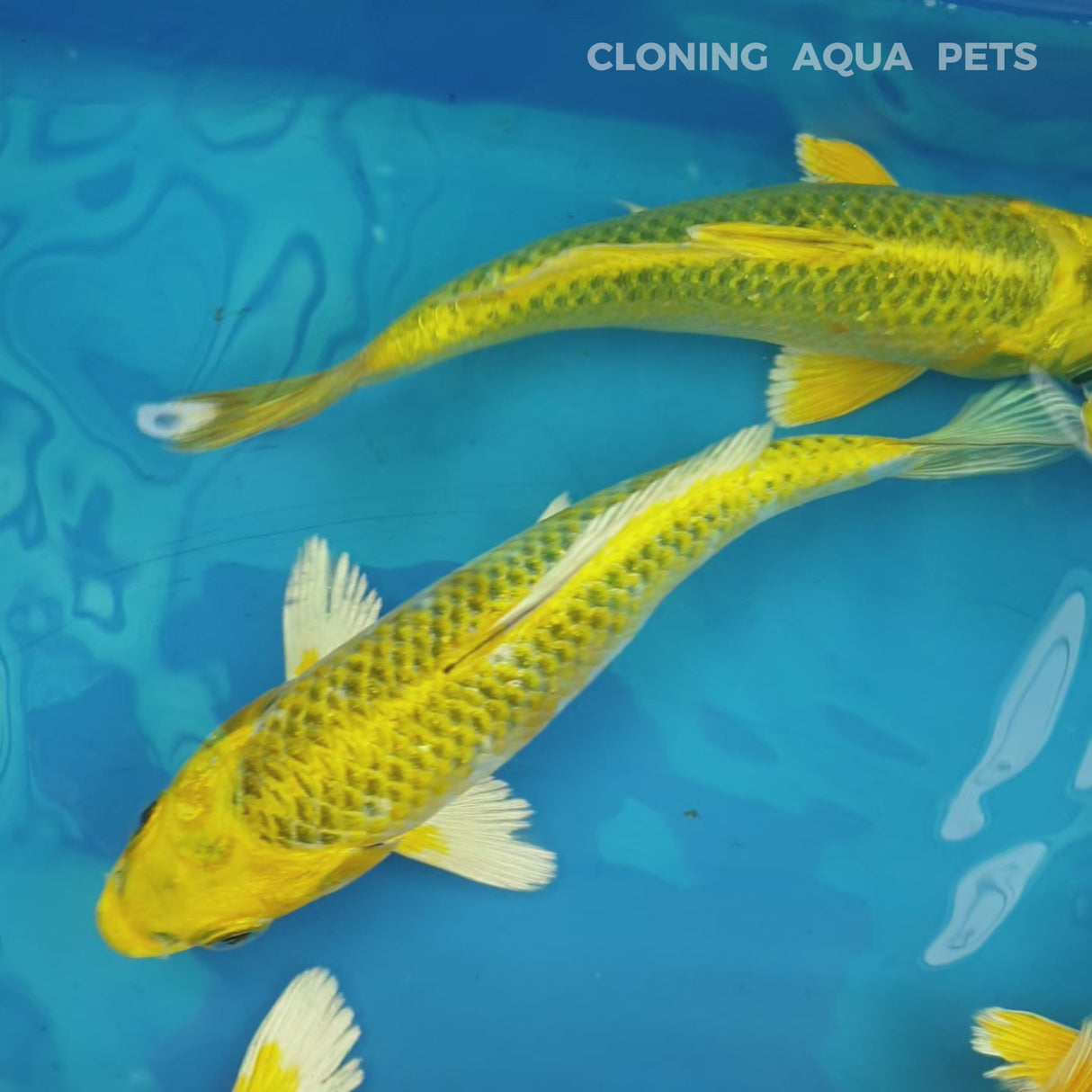 Live Fish Yellow Japanese Blood Line Koi