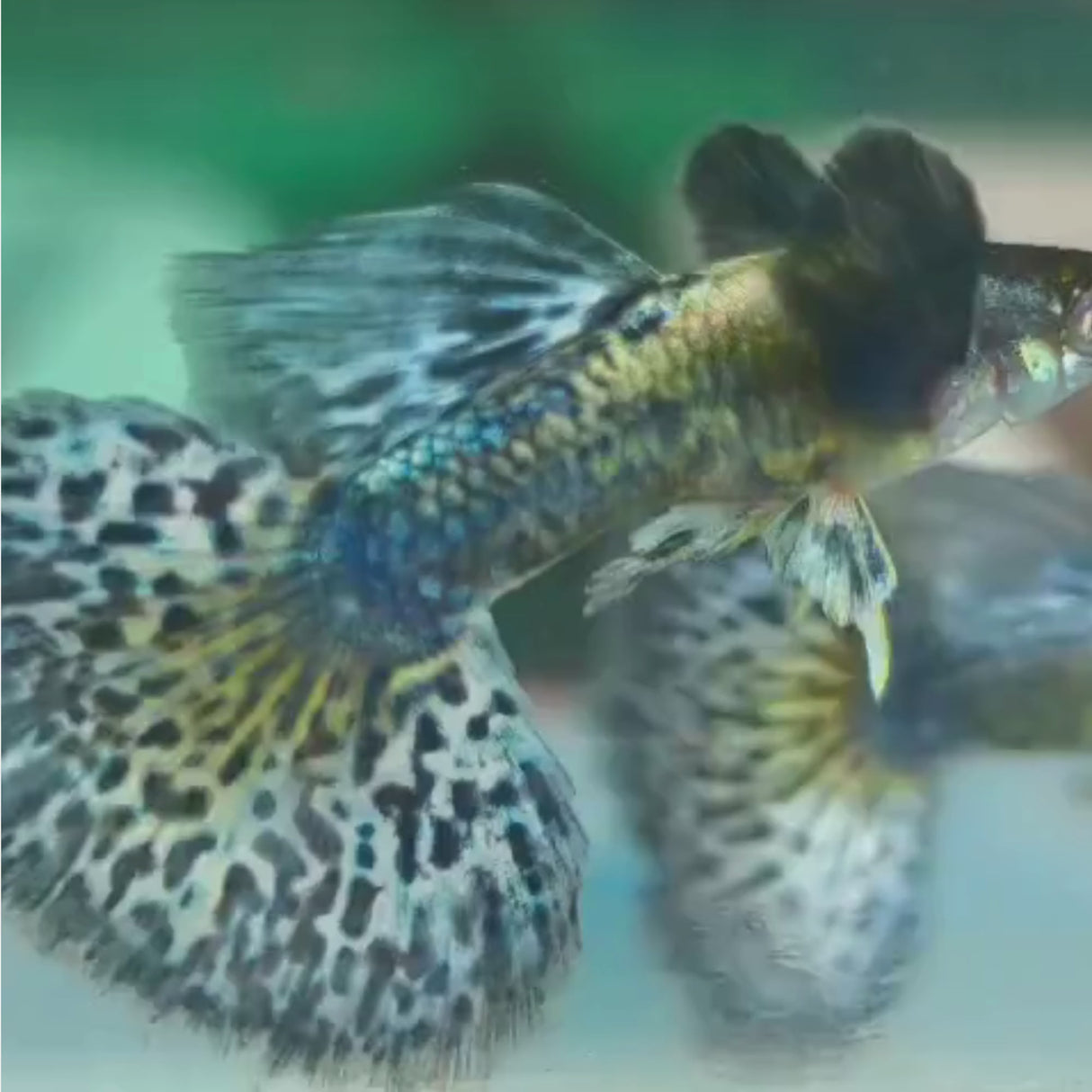 Live Fish Guppy Blue Dragon Dumbo Ear