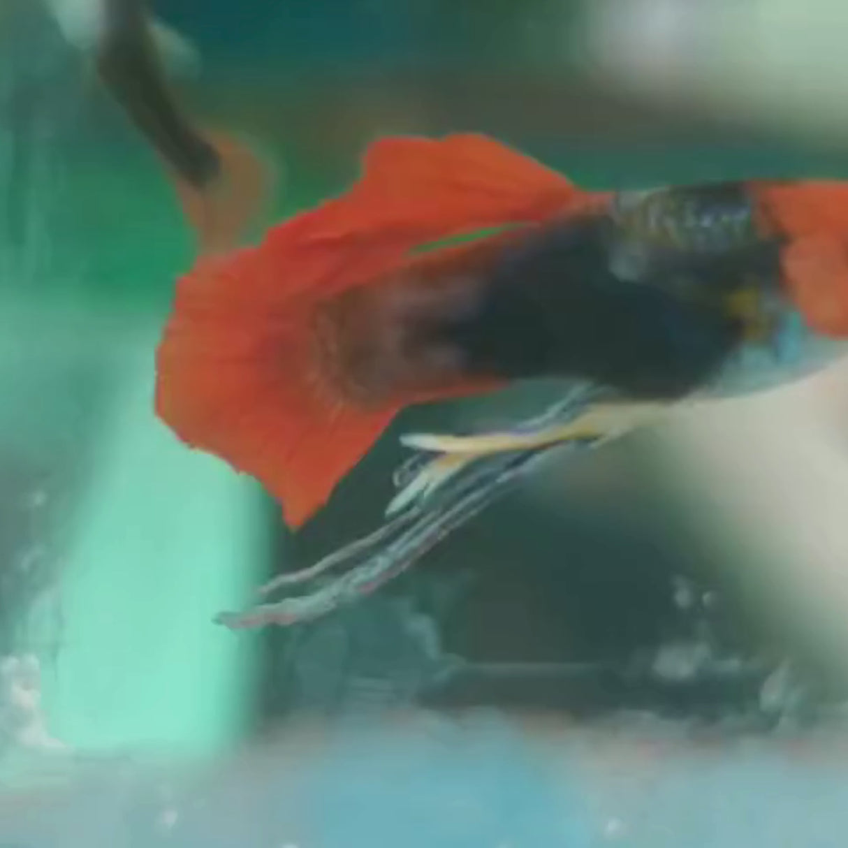 Live Fish Guppy Koi Tuxedo Dumbo Ear Adult