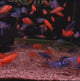 Baby Cichlid Fish (2-4 Cms) | Single