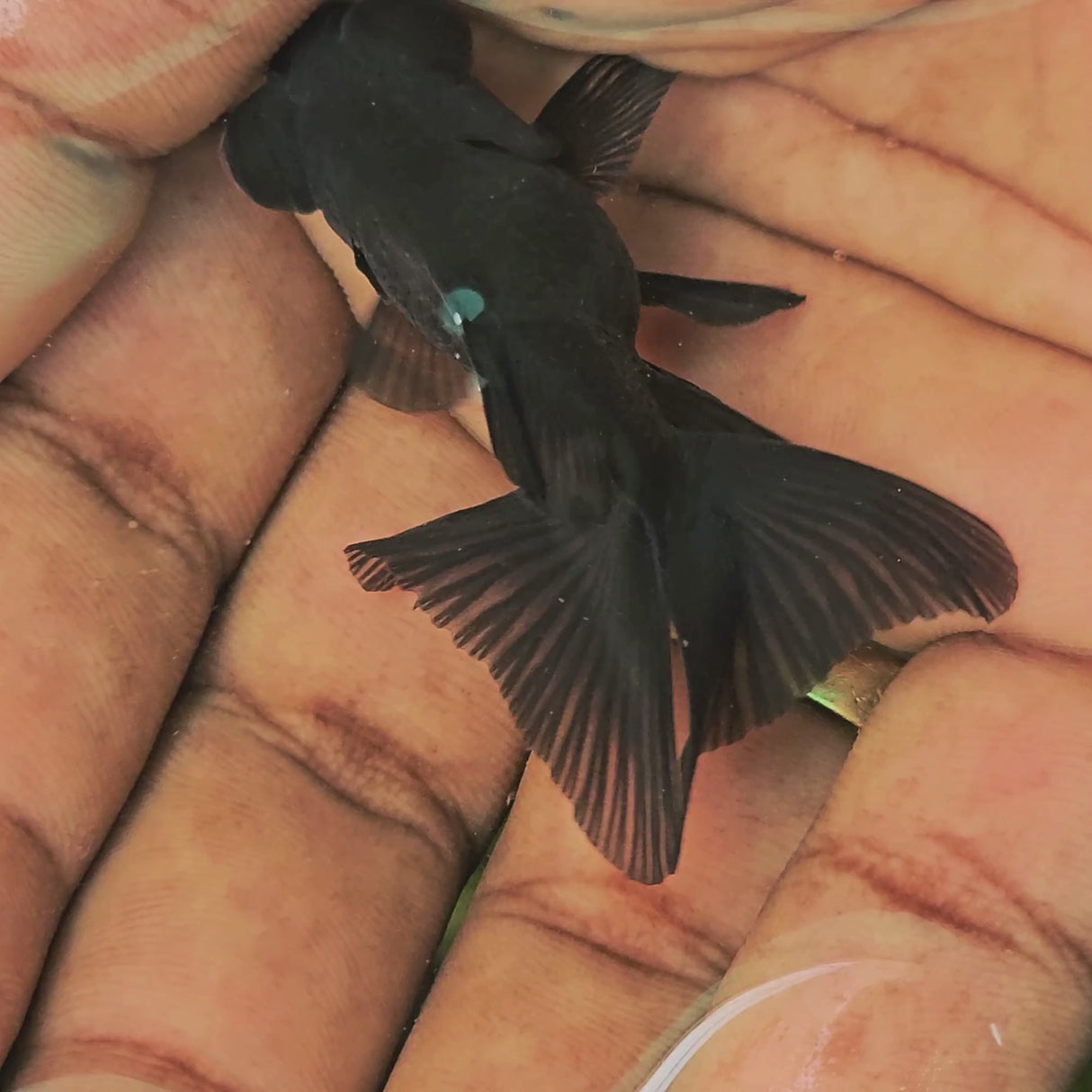 Live Fish Black Moor Fantail Imported | Single