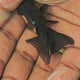 Live Fish Black Moor Fantail Imported | Single