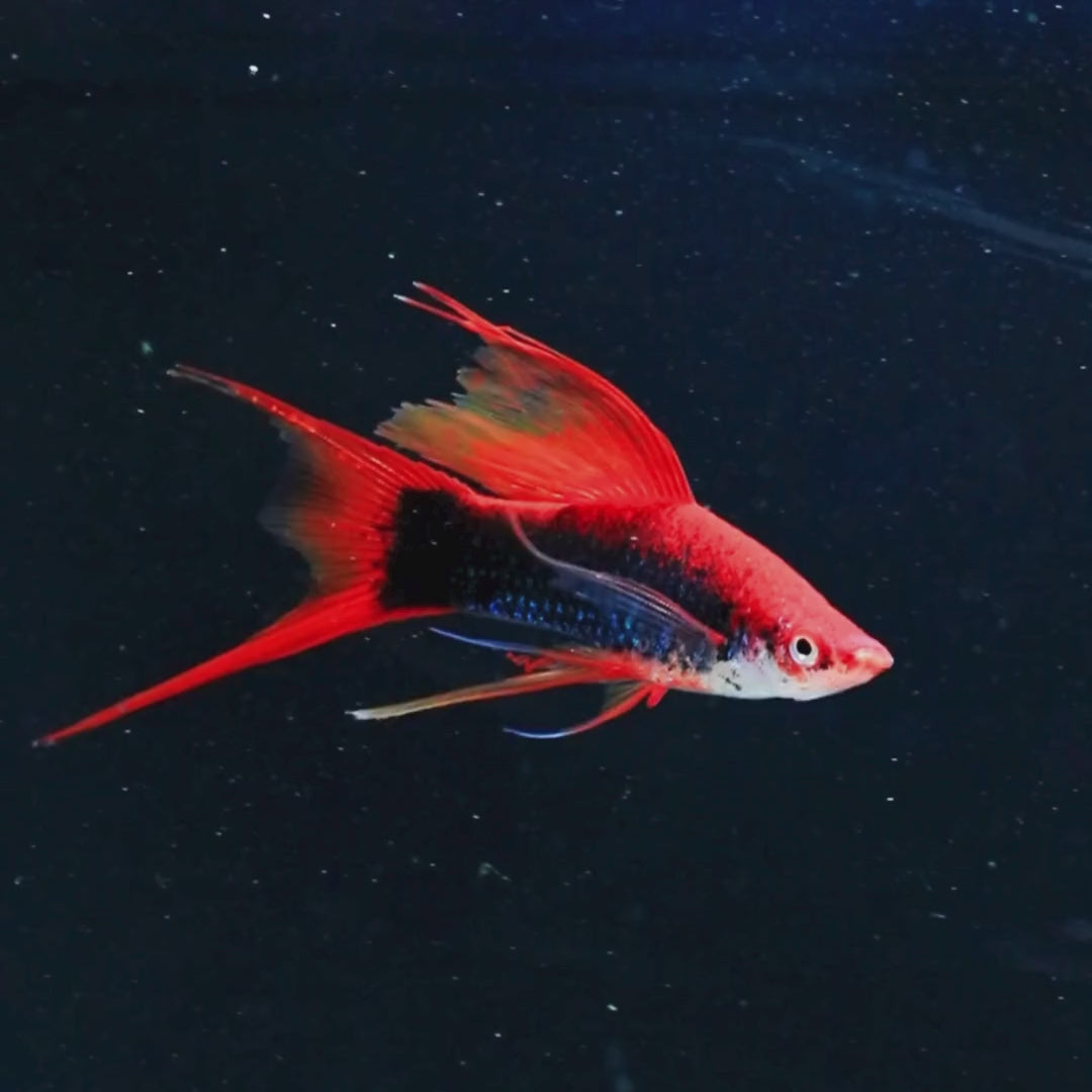 Fancy Double Sword Tail Red Platy - Pair