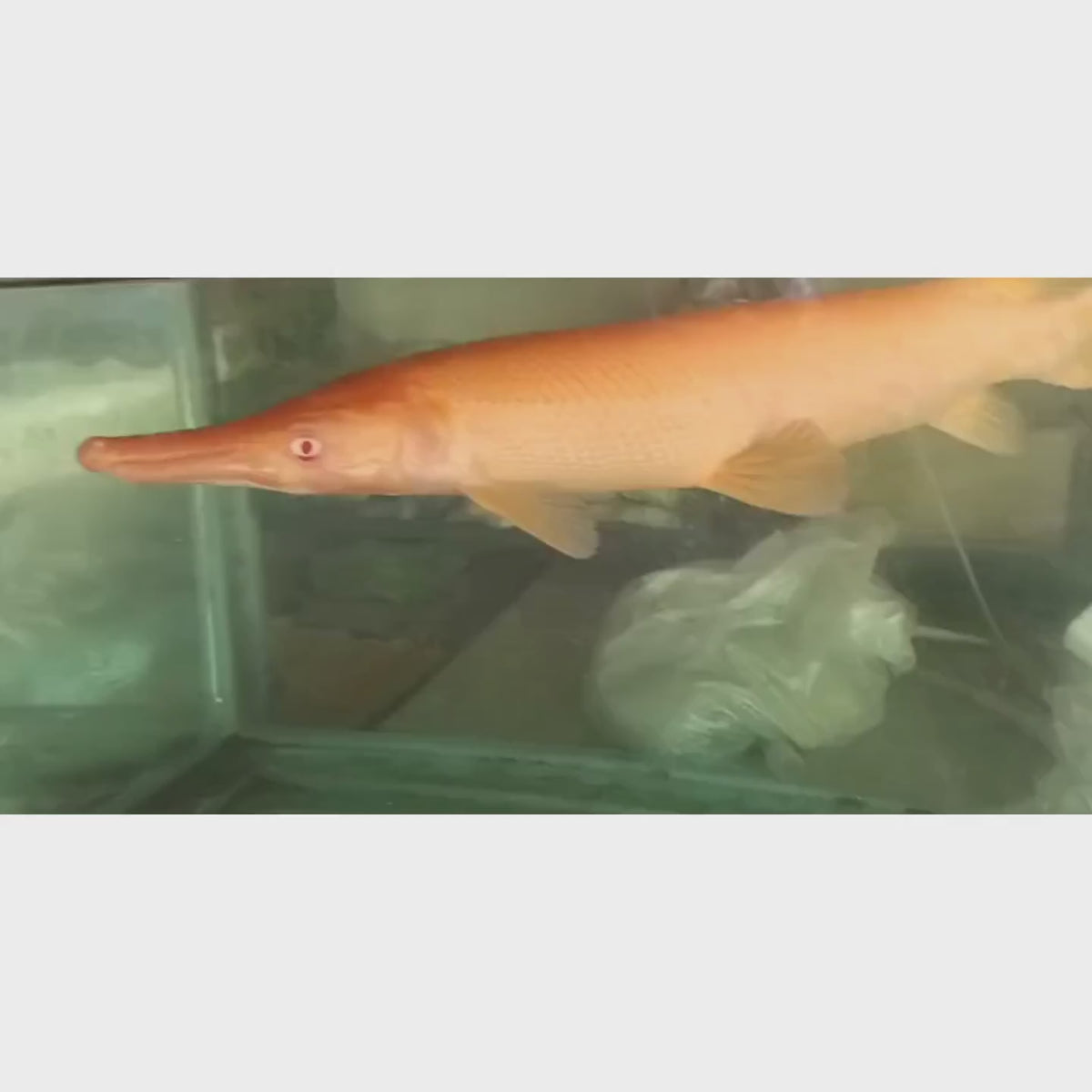 Live Fish Golden Aligator Gar (12 Inch) | Single