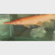 Live Fish Golden Aligator Gar (12 Inch) | Single