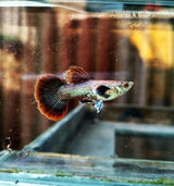 Live Fish Guppy Magenta Big Ear