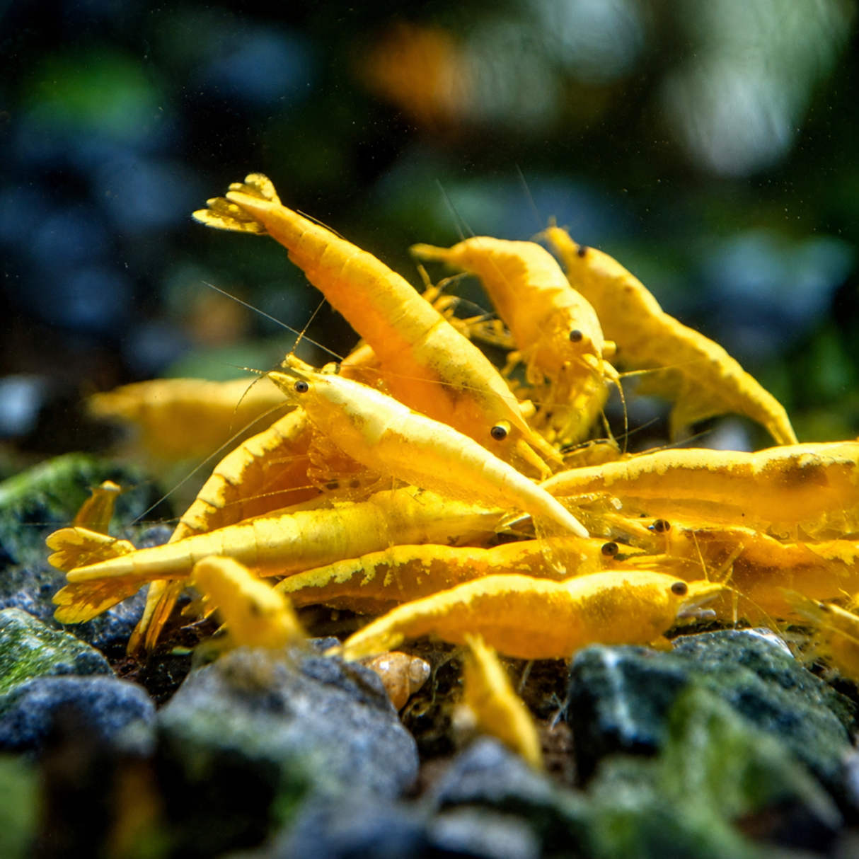 Live Fish Shrimp Pumpkin Yellow | Single