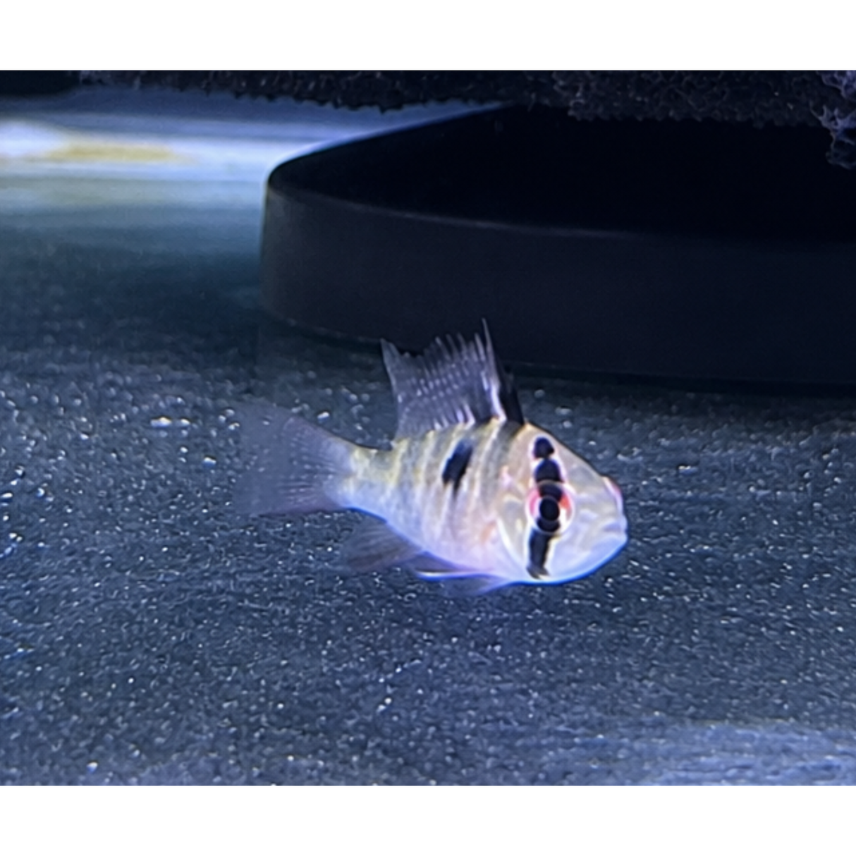 Live Fish German Ram Baby (0-1.5 cm) | Pack Of 10