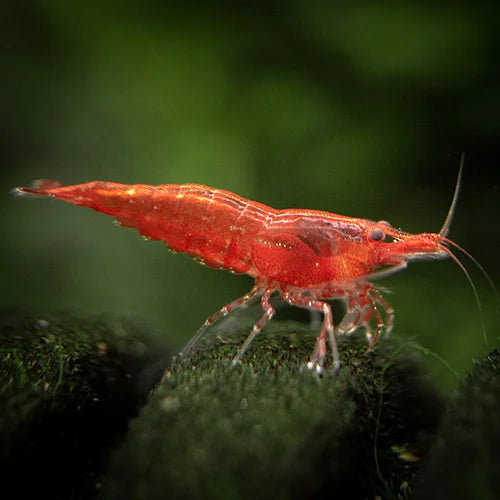 Shrimp Sakura Red | Single