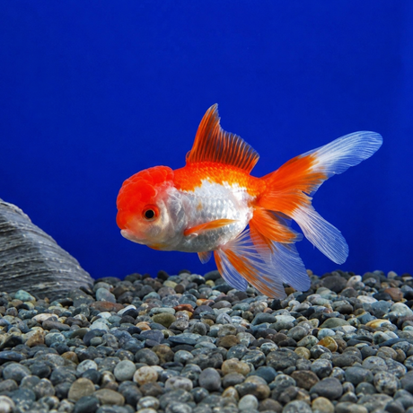 Live Fish Gold