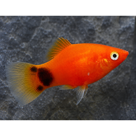 Live Fish Platy