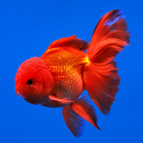 Live Fish Gold