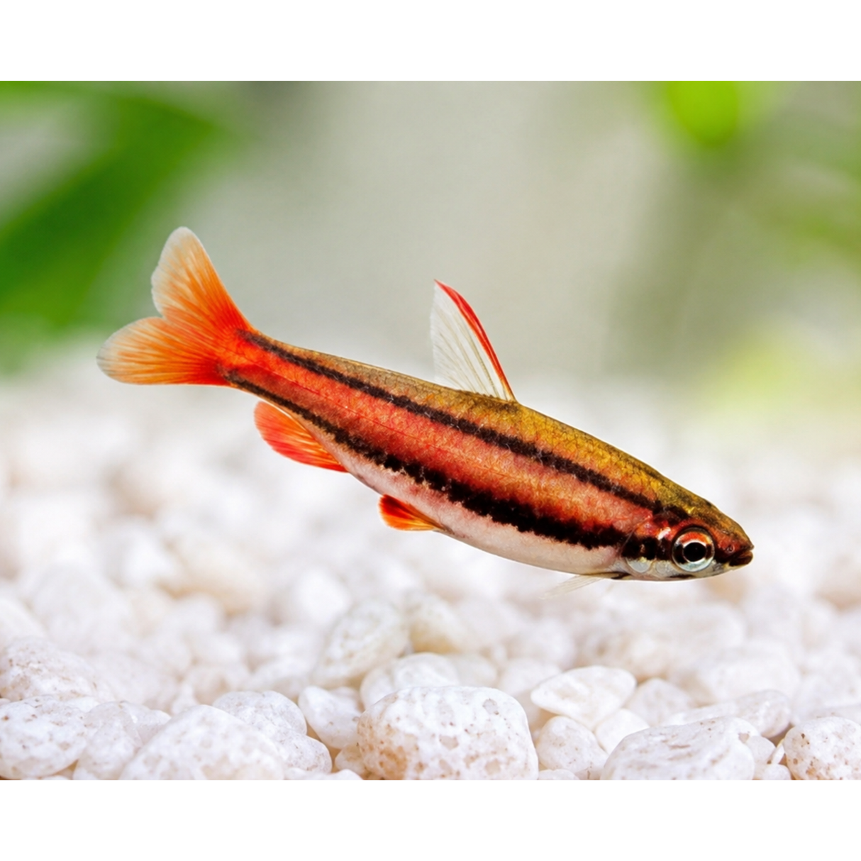 Live Fish Red Pencil Fish |single