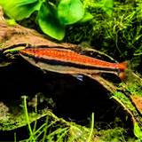 Live Fish Red Pencil Fish |single