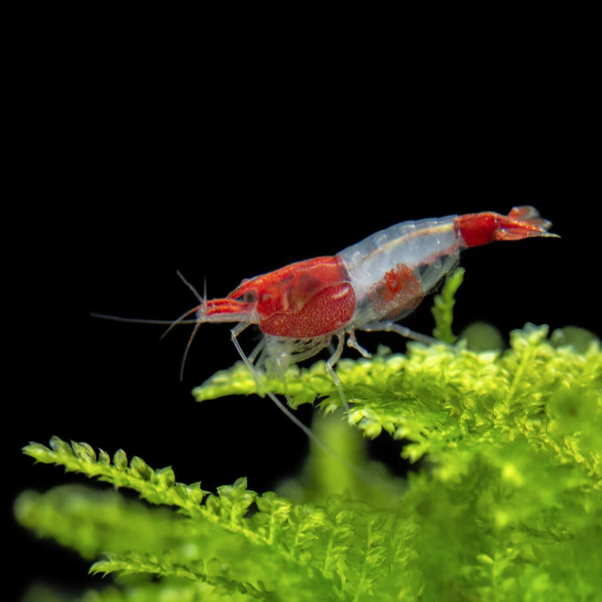 Shrimp Red Rili | Single