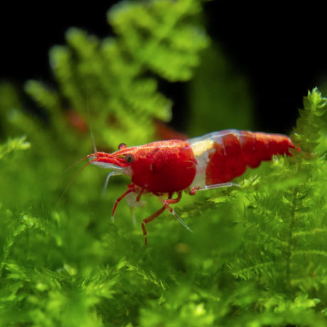 Live Fish Shrimp Red Rili | Single
