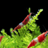 Shrimp Red Rili | Single