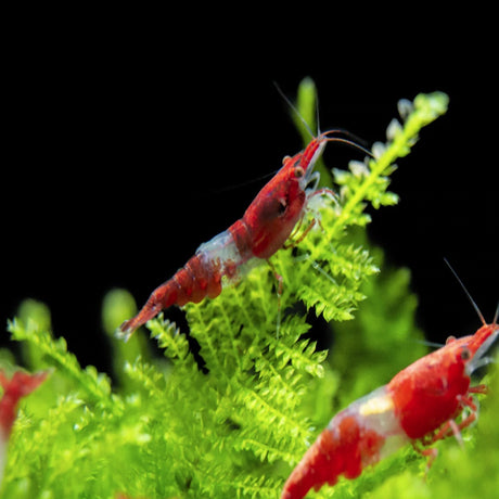 Live Fish Shrimp Red Rili | Single