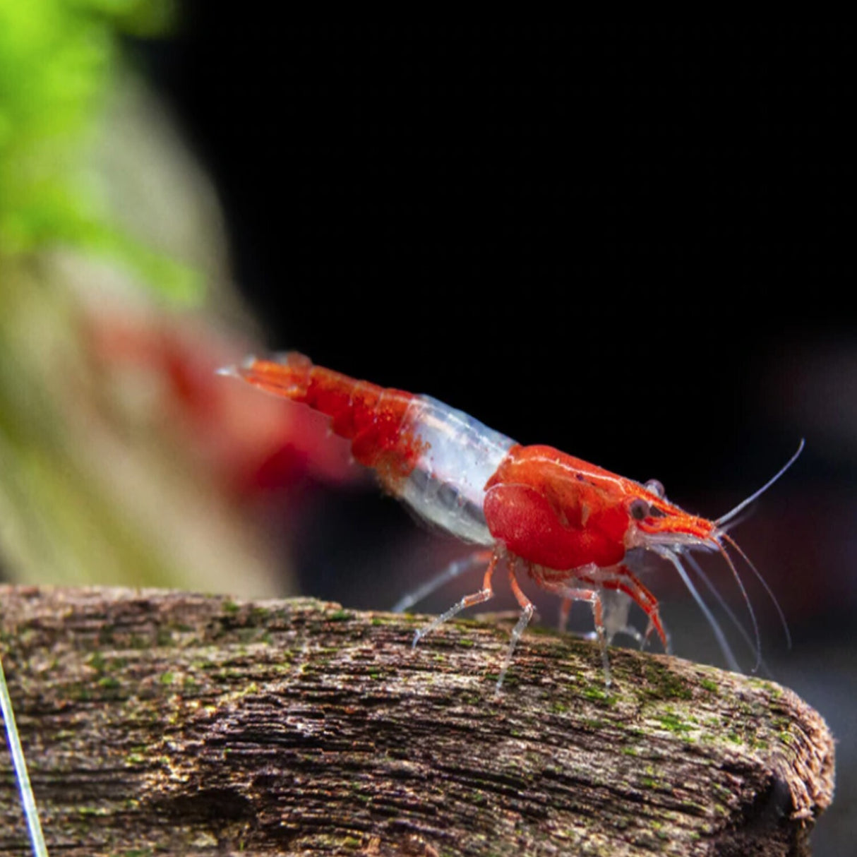 Shrimp Red Rili | Single