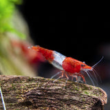 Shrimp Red Rili | Single