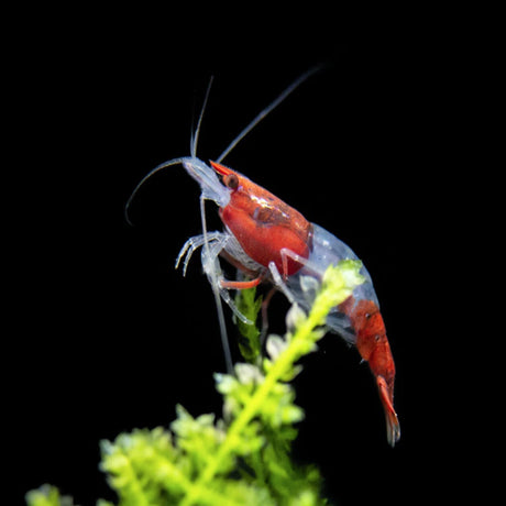 Live Fish Shrimp Red Rili | Single