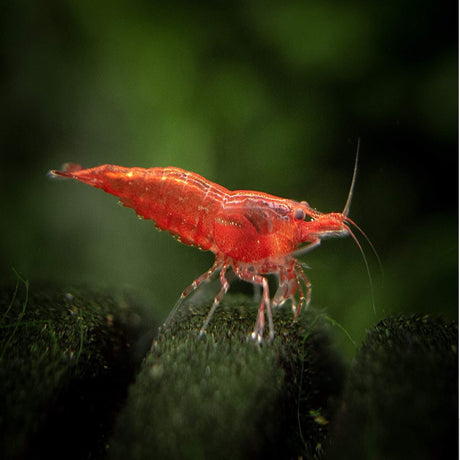 Live Fish Neocaridina Primary Color Shrimps Assorted (Pack Of 50)