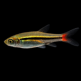 Live Fish Red Tail Rasbora | Single