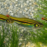 Live Fish Red Tail Rasbora | Single