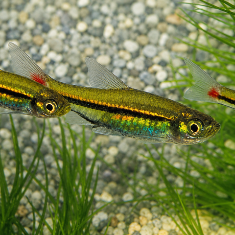 Live Fish Red Tail Rasbora | Single