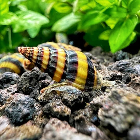 Live Fish Snail Eater Assasin snail - Single