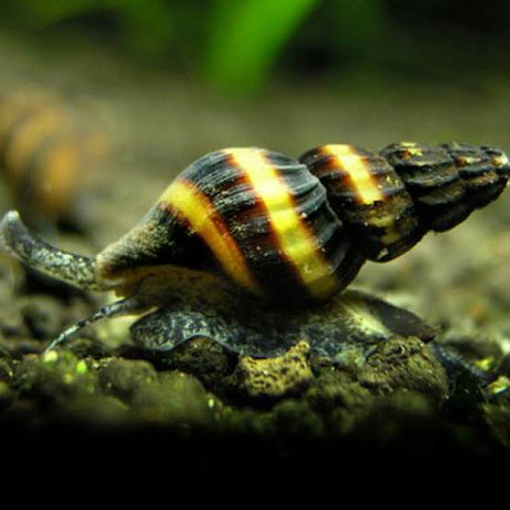 Live Fish Snail Eater Assasin snail - Single