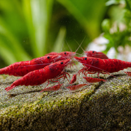 Red crayfish on a mossy stone surface with a blurred green background