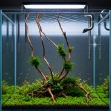 Stem Driftwood SD11 | L*W*H = 21*15*52 Inches